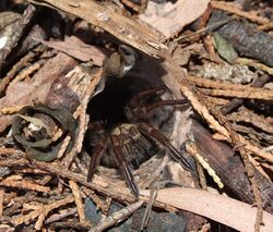 Sydney-brown-trapdoor-spider 002.jpg