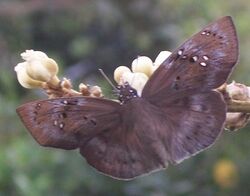 Tagiades flesus from Pipeline Coastal Park, Amanzimtoti, South Africa 2.jpg