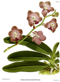 The Orchid Album-02-0042-0061-Vanda parishii marriottiana.png
