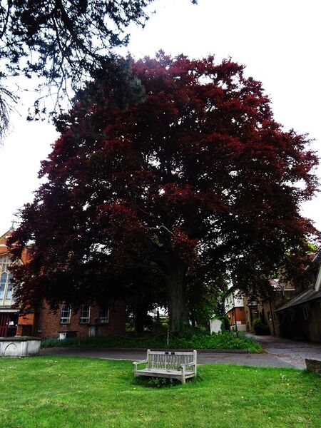 File:The South Woodford Copper Beech - St Mary's Church, 207 High Rd, South Woodford, London E18 2PA (2).jpg
