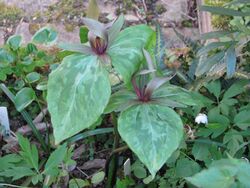 Trillium ludovicianum 1.jpg