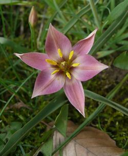 Tulipa aucheriana 240408.jpg