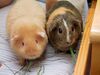 Two adult Guinea Pigs (Cavia porcellus).jpg