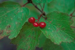 Viburnum edule fruit.jpg