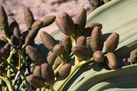 "foliage and cones"