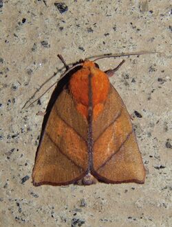 Xenochroa biviata moth.jpg