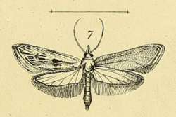 Ypsolopha albiramella.gif