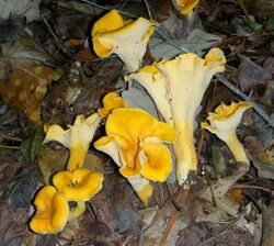 2014-06-11 Cantharellus confluens (Berk. & M.A. Curtis) R.H. Petersen 430395.jpg