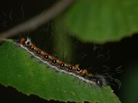 Acronicta tridens 001.jpg