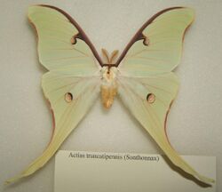 Actias truncatipennis adult male sjh.jpg