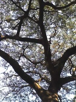 Albizia adianthifolia canopy.JPG