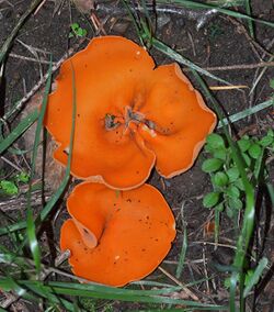 Aleuria aurantia (Orange Peel Fungus).JPG