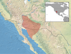 Ammospermophilus harrisii distribution.png