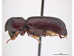 Amphicerus simplex.jpg