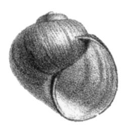Amuropaludina chloantha shell.png