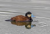 Andean duck (Oxyura ferruginea) male Cundinamarca.jpg