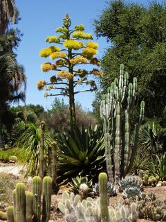 Arizona Cactus Garden, Stanford University, Palo Alto, CA, USA.JPG