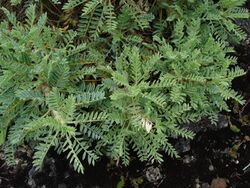 Astragalus microcephalus.jpg