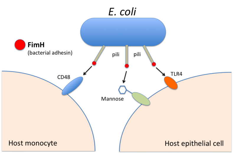 File:Bacterial Adhesin FimH - host interaction.png
