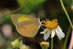 Barred yellow (Eurema daira palmira).JPG