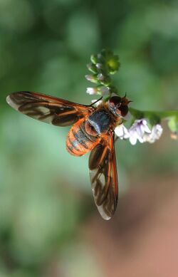 Bee Fly, Poecilanthrax effrenus (27106062094).jpg