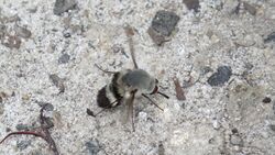 Bee Fly from the side (15502582643).jpg