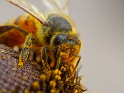 Bee pollinating a flower.jpg