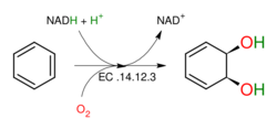 Benzene 1,2-dioxygenase.svg