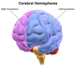 Blausen 0215 CerebralHemispheres.png