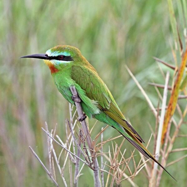 File:Blue-cheeked bee-eater (Merops persicus persicus) Namibia.jpg