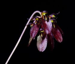 Bulbophyllum proudlockii cultiv.jpg
