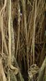 Burmese Banyan (Ficus kurzii) 5.jpg