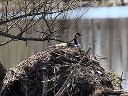 Canada Geese Nesting on Beaver Lodge, Crawford County, PA 1960.jpg
