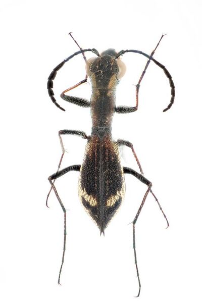 File:Carabidae, Dromica sp.; Zambia; 2017-433.jpg