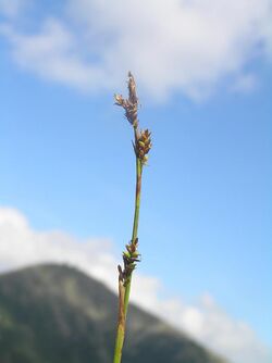 Carex vaginata1.JPG