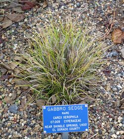 Carex xerophila - Regional Parks Botanic Garden, Berkeley, CA - DSC04318.JPG