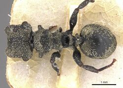 Cephalotes emeryi.jpg