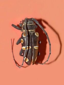 Cerambycidae - Zographus oculator.jpg