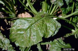 Cercospora beticola on sugar beet.jpeg