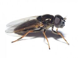 Cheilosia psilophthalma (Syrphidae) - (female), Renkum, the Netherlands.jpg