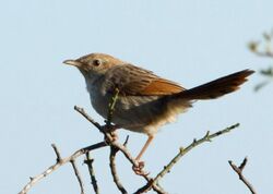 Cisticola subruficapillus -Namaqua National Park, Northern Cape, South Africa-6.jpg