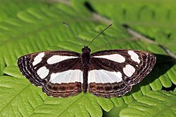 Clubbed sailor (Neptis nicoteles).jpg