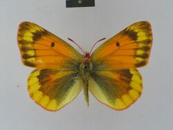 Colias felderi female 01 dorsal side ZSM.jpg