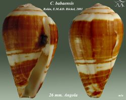 Conus babaensis 2.jpg