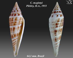 Conus mcgintyi 1.jpg