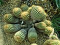 Copiapoa haseltoniana 2020-02-08 7654.jpg