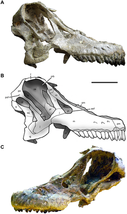 Cranium of Sarmientosaurus.PNG