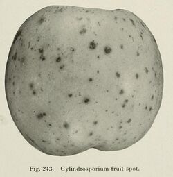 Cylindrosporium fruit spot.jpg