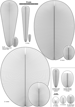 Dickinsonia species 2.png