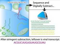 Digital Transcriptome Sequencing.jpg